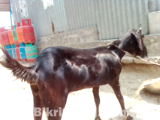 ছাগল বিক্রয় করা হবে